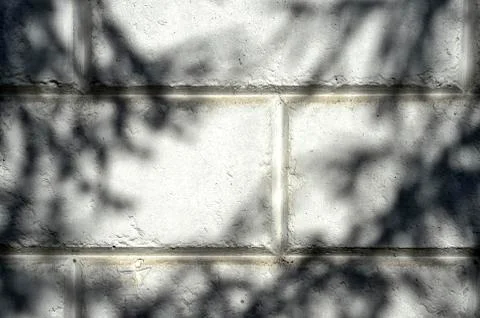 Fuzzy white wall with shadows from the branches of trees. Background, black and Foto stock