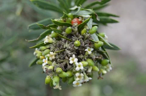 Fuzzy wild fruit Stock Photos