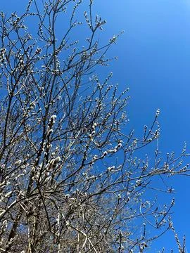 Fuzzy Willow Buds on Branch in Spring. Delicate tree branches with small bu.. Foto stock