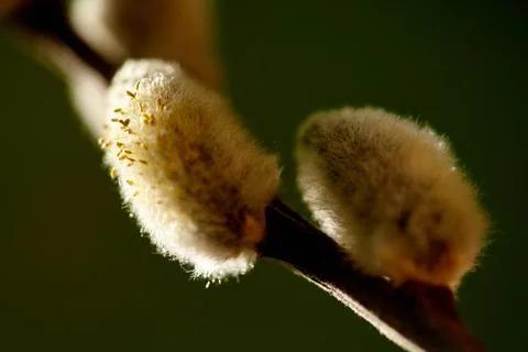 Fuzzy Willow Catkins Against a Verdant Backdrop. Delicate Touch of Spring: Cl Stock Photos