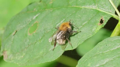 Fuzzy wings and still green bed, nature’s pause from flight and tread Stock Footage 310780634