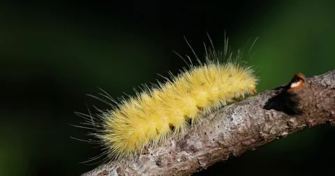 Fuzzy Yellow Caterpillar Crawling Stock Footage 106690929