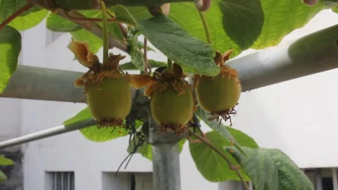 Fuzzy young kiwi fruits developing under fresh green foliage in early summer Video stock 337975862