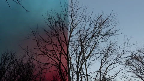 FX Wipe Tree In Daytime To Forest Fire Stock Footage 248389127