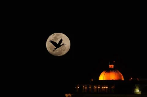 Fying high Stock Photos