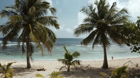 Fyling between palm trees to the ocean on a beautiful beach Stock Footage 103542434