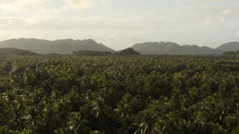 Fyling close over endless palm trees during sunset Stock Footage 103472132