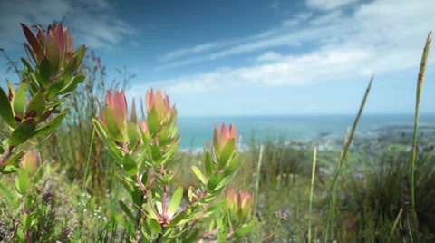 Fynbos blowing in the wind Stock Footage 34739621
