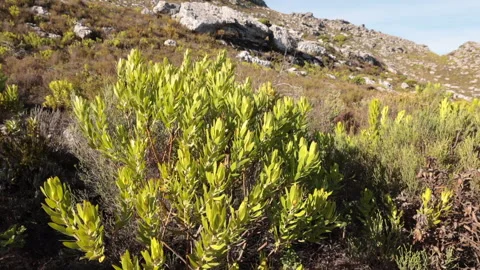 Fynbos on a mountain in the Riviersonderend Jonaskop study area mid-morning pan Stock Footage 249684907