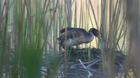 G C Grebe 29 settles on nest Stock Footage 171604076