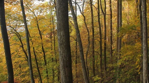 GA Forest 스톡 동영상 32370963