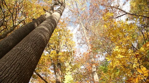 GA Forest2 스톡 동영상 32370995