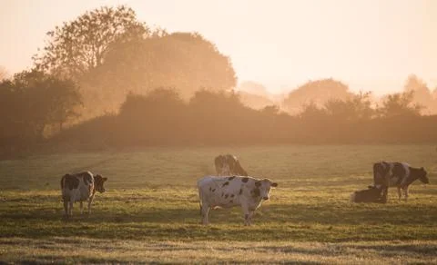 GAB 6675 Stock Photos