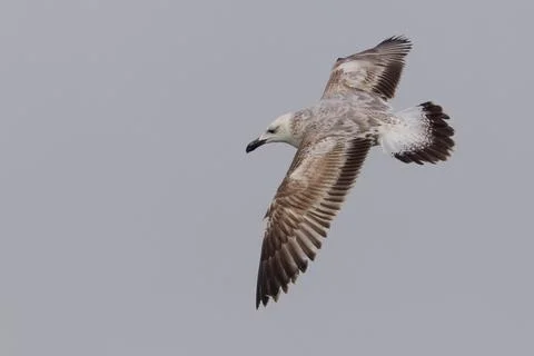 Gabbiano del Caspio; Caspian Gull: Larus cachinnans cachinnans Stock Photos