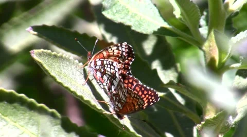 Gabb's checkerspot butterfly mating pair V05201 Stock Footage 47857024