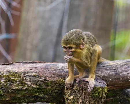 The Gabon talapoin, Miopithecus ogouensis Stock Photos