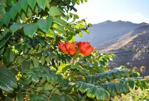 Gabon's Tulip tree Stock Photos