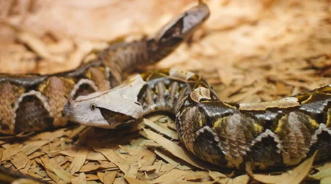Gaboon Viper African Stock-Footage 32348166