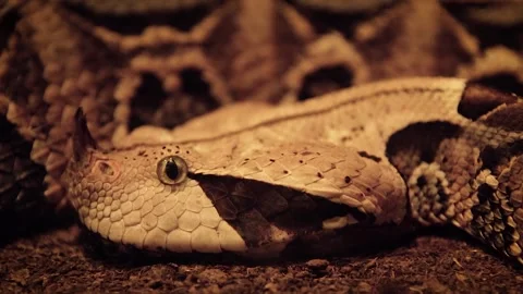 Gaboon viper (Bitis gabonica) Stock Footage 245583737