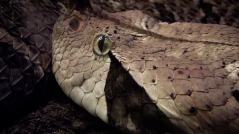 Gaboon viper (Bitis gabonica) Stock Footage 259161041