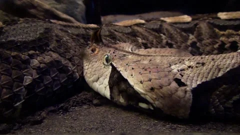 Gaboon viper (Bitis gabonica) Stock Footage 259161102