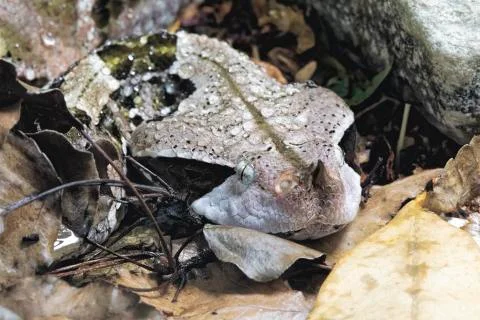 Gaboon Viper  Bitis gobonica is native to West Central Africa Stock Photos