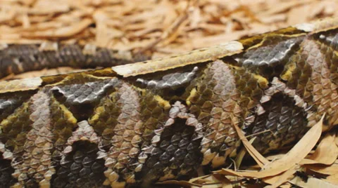 Gaboon Viper Crawl Видео 32358697