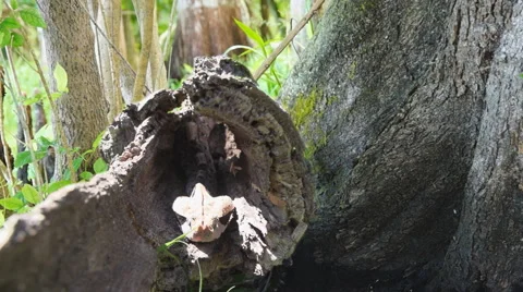 Gaboon Viper Stock Footage 46696767