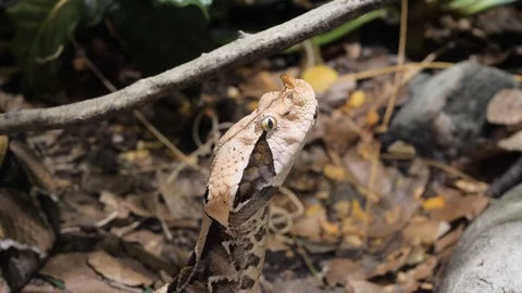 Gaboon viper Video stock 129317769