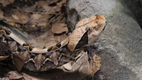 Gaboon viper Stock Footage 129317851