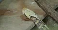 Gaboon viper head moving on wooden veranda 4k or 4k+ Resolution