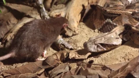 Gaboon Viper Hunting Prey Close Up, Africa Video stock 341539996