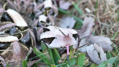 Gaboon Viper looking forward and flicking forked tongue 動画素材 169186931