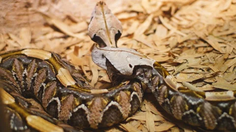 Viper gaboon Gaboon Viper