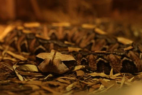 Gaboon Viper Stock Photos