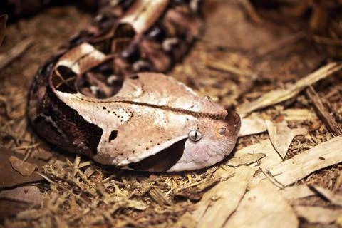 Gaboon viper Stock Photos