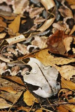 Gaboon Viper Stock Photos