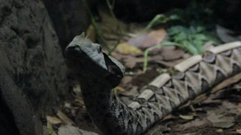 Gaboon Viper Snake Bitis gabonica, California  Video stock 119499805