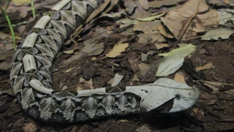 Gaboon Viper Snake Bitis gabonica Stock Footage 120886005