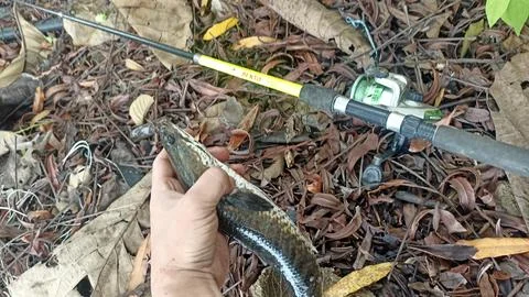 Gabus babon Stock Photos