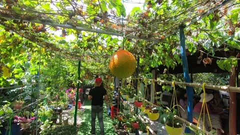 Gac fruit garden Stock-Footage 154201742