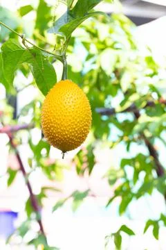 Gac fruit or Spring Bitter Cucumbers in a garden Stock Photos