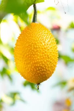 Gac fruit or Spring Bitter Cucumbers in a garden Foto stock