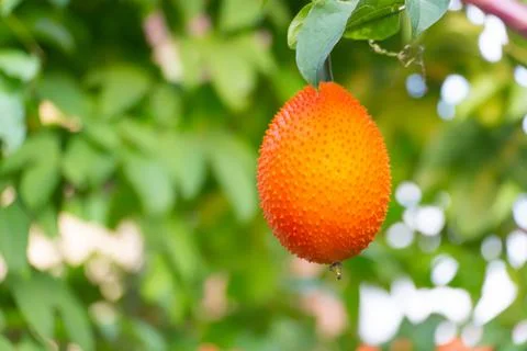 Gac fruit or Spring Bitter Cucumbers in a garden Foto stock