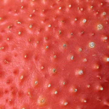 Gac fruit Stock Photos