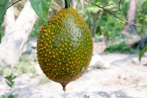 Gac fruit Stock Photos