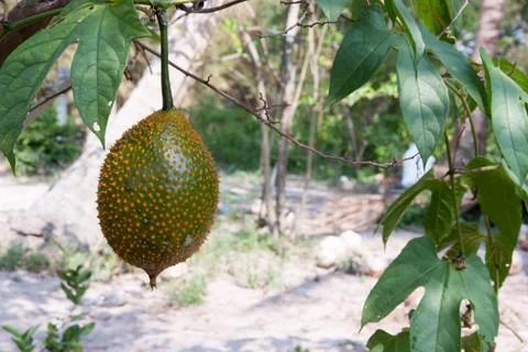 Gac fruit Stock Photos