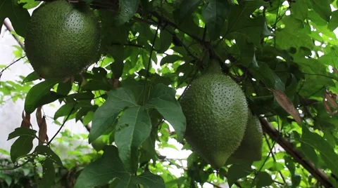 Gac fruit on trees Stock Footage 56081133