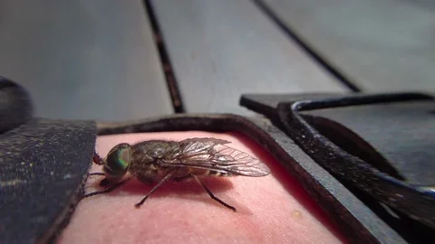 Gadfly biting human foot. Macro footage Stock Footage 153103730