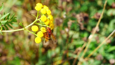The gadfly eats nectar on a tansy flower. Stockbeeldmateriaal 137956254